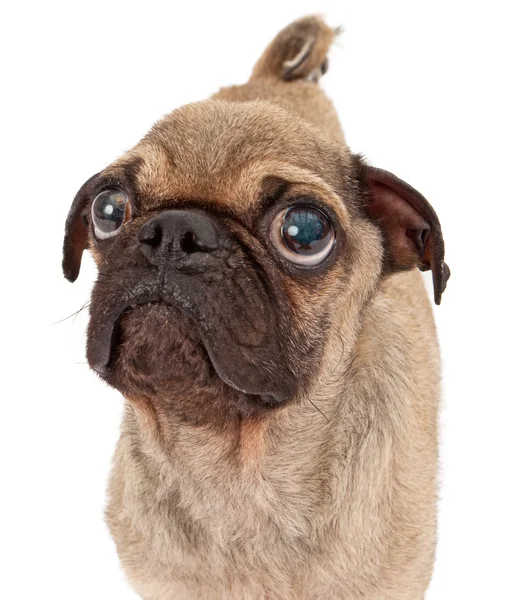 Pug Dog Closeup on White — Stock Photo, Image
