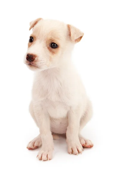 Eight week old puppy sitting — Stock Photo, Image