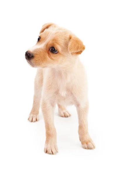 Gemengd ras pup op zoek naar kant — Stockfoto