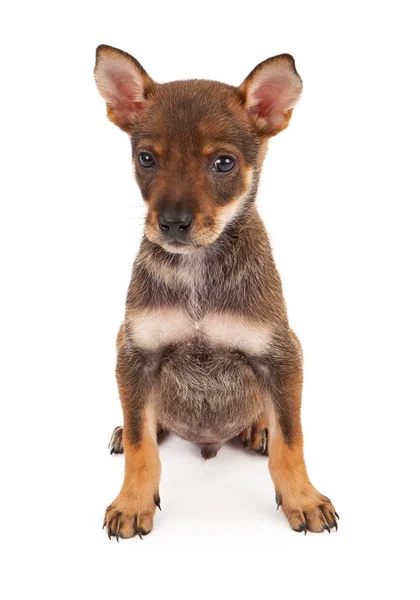 Eight week old puppy with brown fur — Stock Photo, Image