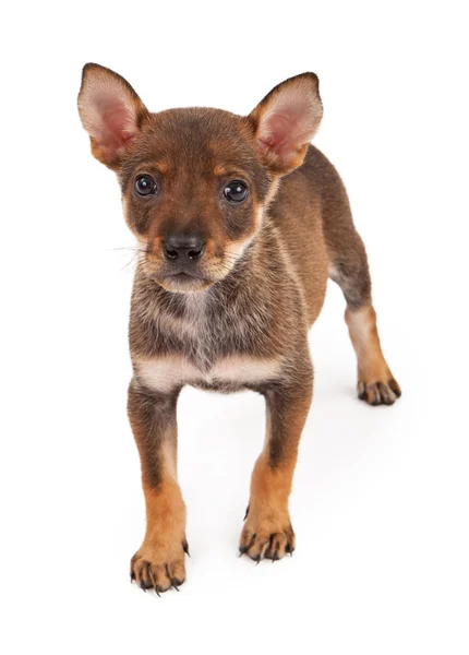 Eight week old puppy standing — Stock Photo, Image