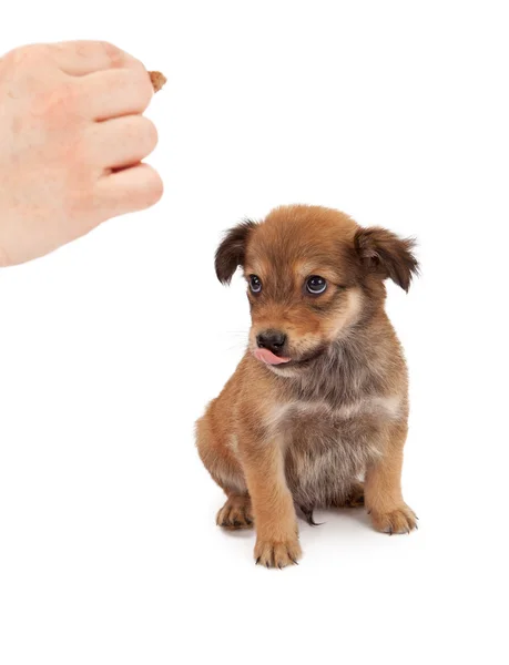 Puppy gehoorzaamheid opleiding — Stockfoto