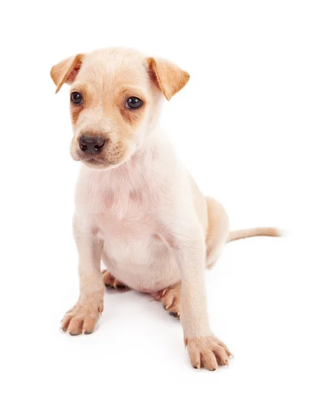 Beyaz karşı izole köpek yavrusu — Stok fotoğraf