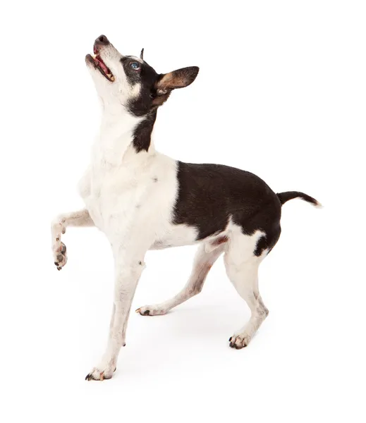 Rato Terrier cão olhando para cima para um deleite — Fotografia de Stock
