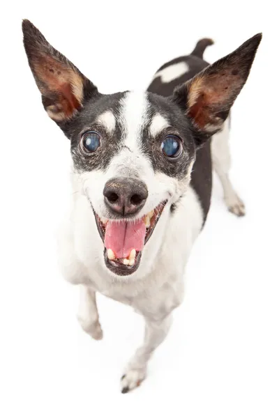 Ratte Terrier Hund mit glücklichem Gesicht — Stockfoto
