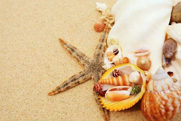 Starfish and shells