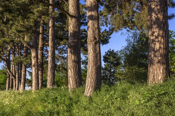 stock image Woodland