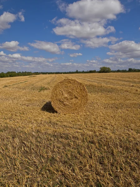 Вирощування зернових у полі — стокове фото