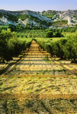 Olive grove