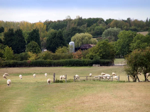 一群羊，说明养殖、 农业、 羊毛、 禽畜农场上的动物和动物. — 图库照片