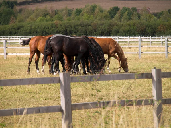 Corrida de cavalos na primavera — Fotografia de Stock