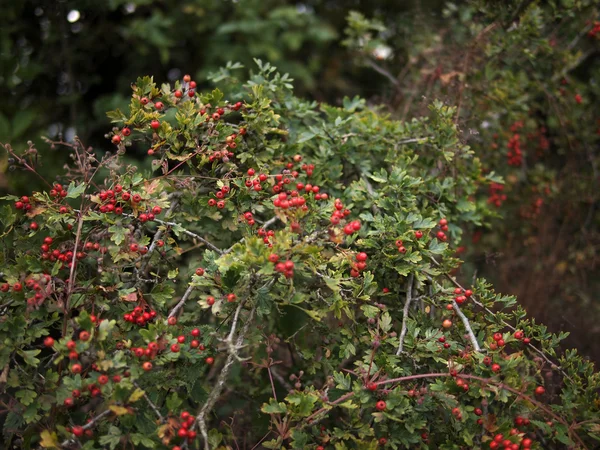 Rote Beeren an Bäumen und Sträuchern in der Natur — Stockfoto