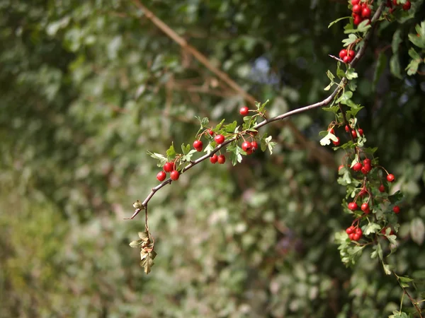 Red berries on tree and bush in countryside — Stock Photo, Image