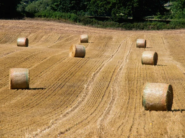 Jordbruksmark efter skörd — Stockfoto