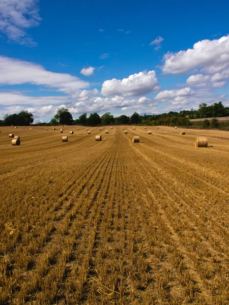Terras agrícolas após a colheita — Fotografia de Stock