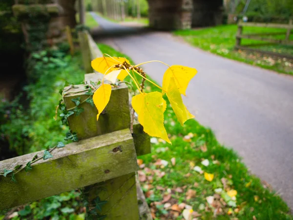 Camouflage avec feuilles et arbres earlswood warwickshire les midlands en Angleterre — Photo