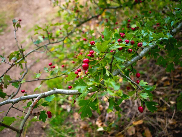 Holly berries tree — Stock Photo, Image