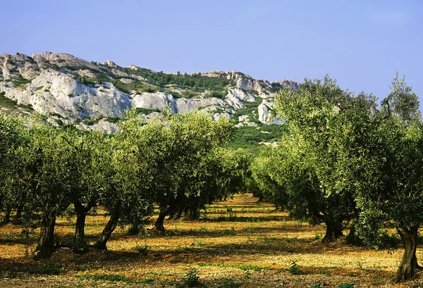 Stock image Olive grove