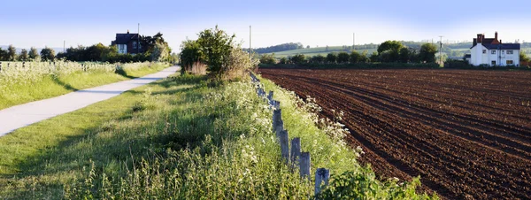 stock image Crops countryside