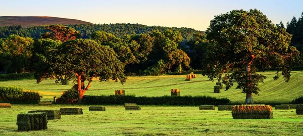 Groen landschap met hooi stapels — Stockfoto