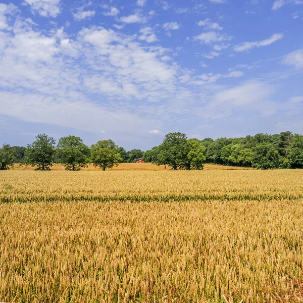 Gewassen groeien in een veld — Stockfoto