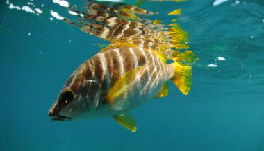 Master snapper fish swimming in ocean clipart