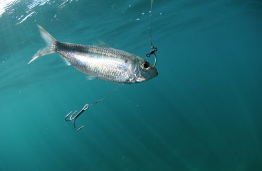 Pilchard fish bait on hook clipart