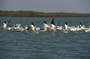 White pelicans taking flight over ocean clipart