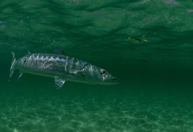 Barracuda fish swimming in ocean clipart