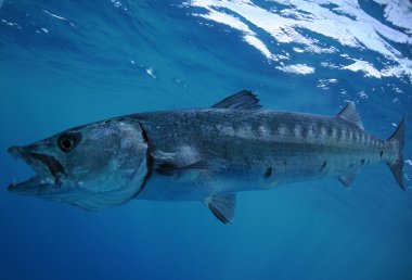 Barracuda with open mouth and teeth swimming in ocean clipart