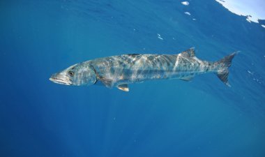 Barracuda fish underwater swimming in ocean clipart