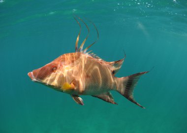 Hogfish swimming underwater clipart