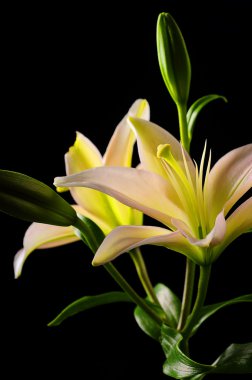 White lilies on black background clipart