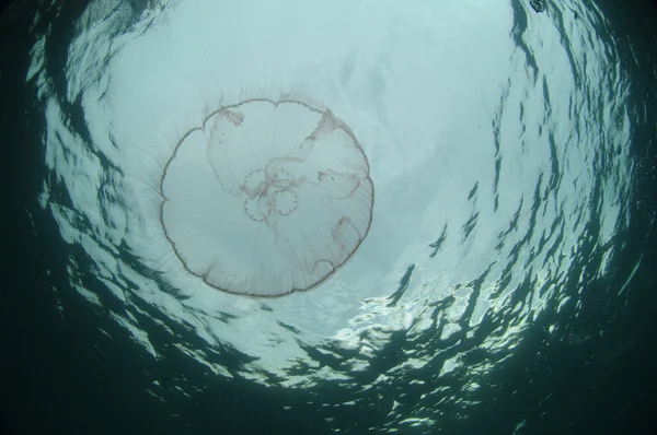 Medusas nadando bajo el agua en el océano — Foto de Stock