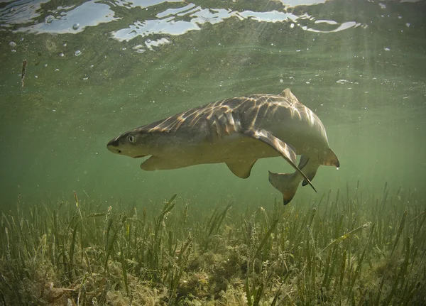 Cytrynowy rekin pod wodą z usta otwarte — Zdjęcie stockowe