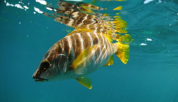 Master snapper peixes nadando no oceano — Fotografia de Stock