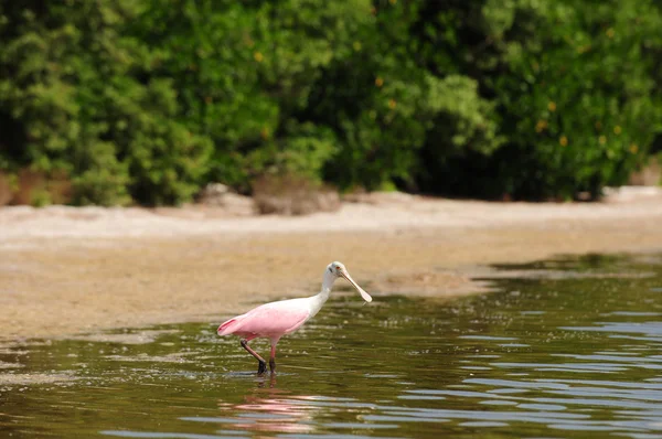 粉红琵鹭在海滩附近的水中 — 图库照片