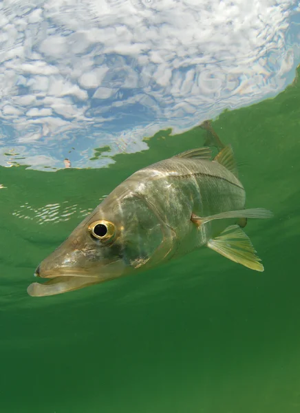 Snook ryb pod wodą z nieba — Zdjęcie stockowe