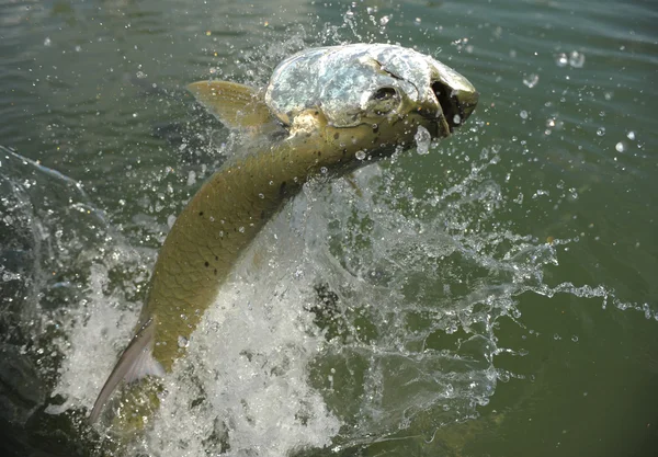 Gyönyörű tarpon hal kiugrott a víz — Stock Fotó