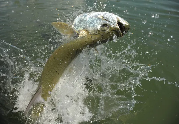 Vackra tarpon fisk hoppar av vatten — Stockfoto