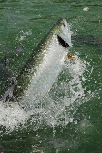 Tarpon-Fische springen aus dem Wasser — Stockfoto