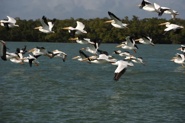 Белые пеликаны летают над океаном — стоковое фото