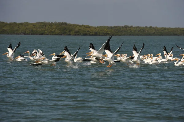 Pelicanos brancos voando sobre o oceano — Fotografia de Stock