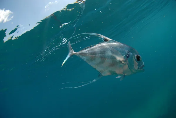 Vackra afrikanska pompano fiskar simma i havet — Stockfoto