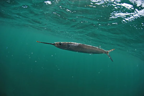 Ballyhoo-Fische schwimmen im Ozean — Stockfoto