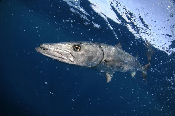 Barracuda vissen zwemmen in blauwe oceaanwater — Stockfoto