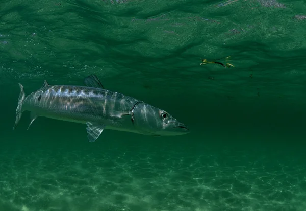 Barracuda vissen zwemmen in de Oceaan — Stockfoto