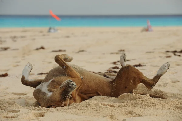 Perro feliz rodando en arena en la playa — Foto de Stock