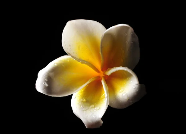 Квітка Франгіпані ізольована на чорному — стокове фото