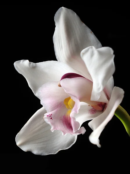 Белый цветок орхидеи на черном — стоковое фото
